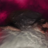 HAYLEY WILLIAMS -  FLOWERS FOR VASES (9/9) (LP-VINILO)