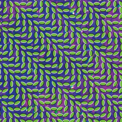 ANIMAL COLLECTIVE -...